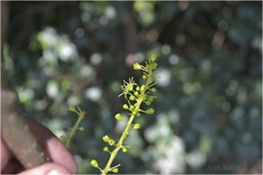 Tinospora sinensis